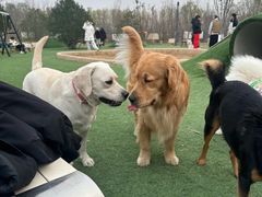 -爪吧宠物乐园 (温榆河示范区店)