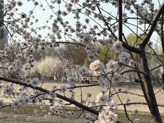 -桃花堤公园