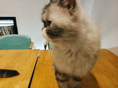 -猫色咖啡·猫咖