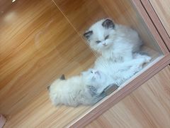 -猫十亿·布偶金渐层·曼基康矮脚猫舍(青年路店)