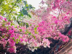 -深圳国际园林花卉博览园