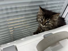 -瑞派·关忠动物医院·猫专科·犬专科(三环新城店)
