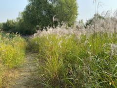 -大兴滨河森林公园