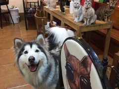 -李小姐の猫咖啡馆(五角场店)