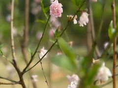 -常德桃花源景区