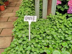 -桂林市花鸟市场