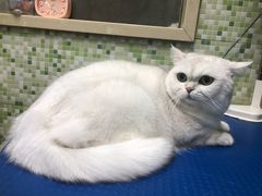 -瑞鹏宠物医院·微创内窥镜·骨外科·牙科(翠竹分院)
