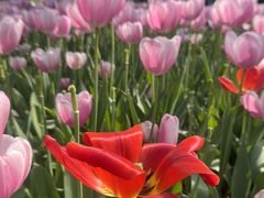 -洛阳郁金香牡丹园