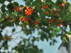 -云里小坐·小院里·团建·宴请·下午茶(三圣乡店)
