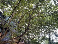 -花溪公园