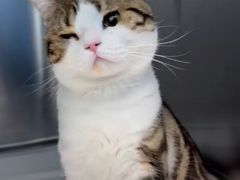 -纳吉亚猫专科动物医院博雅分院