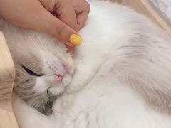 -momokira米努特·德文卷毛猫·棉花面纱犬