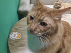 -藏猫猫咖啡主题馆(中央大道店)