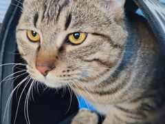 -瑞派福兴宠物医院犬猫全科·骨科·中西医结合(河东店)