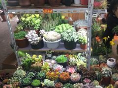 -万商花鸟市场