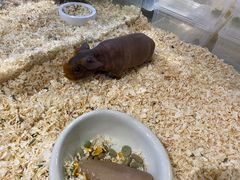 -酷以爬仙阁实体爬宠店·守宫·蜥蜴·专业繁育