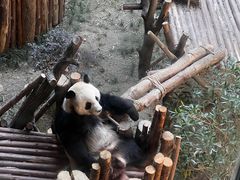 -成都大熊猫繁育研究基地