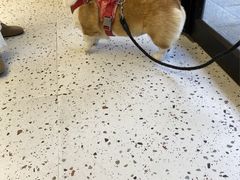 -瑞派康怡24h宠物医院·犬猫医疗中心·微创绝育(瑞景分院)