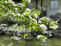-秋霞圃