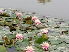 -大湾区中央湿地公园