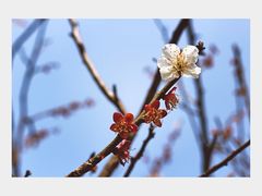 -香雪海