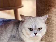 -猫和宫(六道口店)