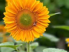 -花开海上生态园