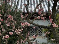 -梅花山(明孝陵内)