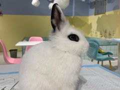 -RU DUCK柯尔鸭公社·撸鸭俱乐部·羊驼·小香猪