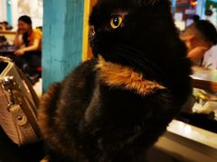 -猫小院猫主题咖啡厅(北锣店)