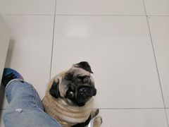 -安安宠医·臻爱宠物医院(簇锦北路分院)