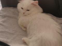 -袖虎·猫馆(体育西路店)