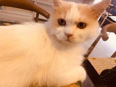 -平行世界·猫咖(首经贸店)