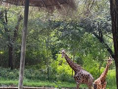 -北京野生动物园