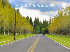-黄海国家森林公园