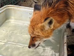 -宫城藏王狐狸村