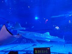-烟台海昌鲸鲨海洋公园