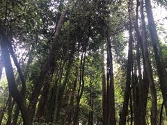 -缙云山景区
