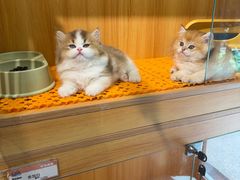 -欣宠猫屋·矮脚拿破仑·蓝金金渐层