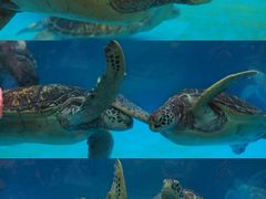 -海合安成都极地海洋公园