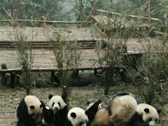 -成都大熊猫繁育研究基地