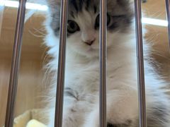 -山宅一喵德文卷毛猫舍