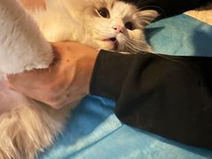 -美联众合动物医院·24h转诊中心