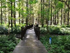 -黄海国家森林公园