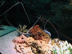 -暹罗海洋世界