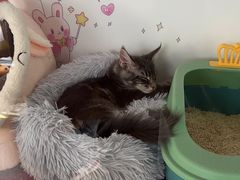 -糯米喵星人总部直营旗舰店·猫舍·幼猫出售