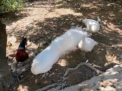 -泉州海丝野生动物世界