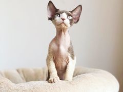 -Bastet sally猫舍购宠(静安店)