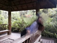 -铁山坪森林公园