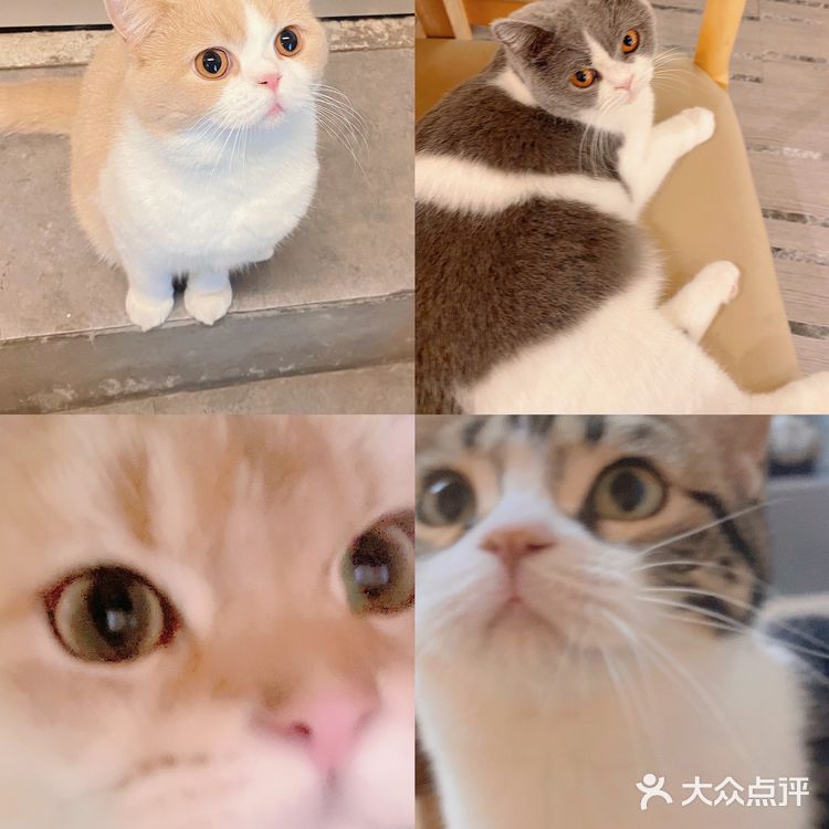 天津🐈探店｜是香软软的小猫咪呀🦷  